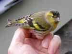 male-siskin.jpg