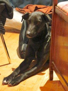 Every man and his dog was there...........