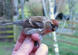 Male Redpoll
