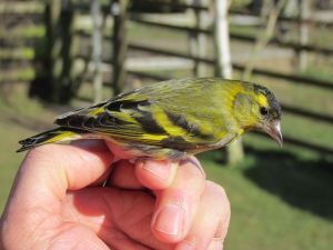 Male Siskin