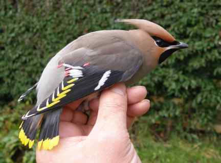 Waxwing